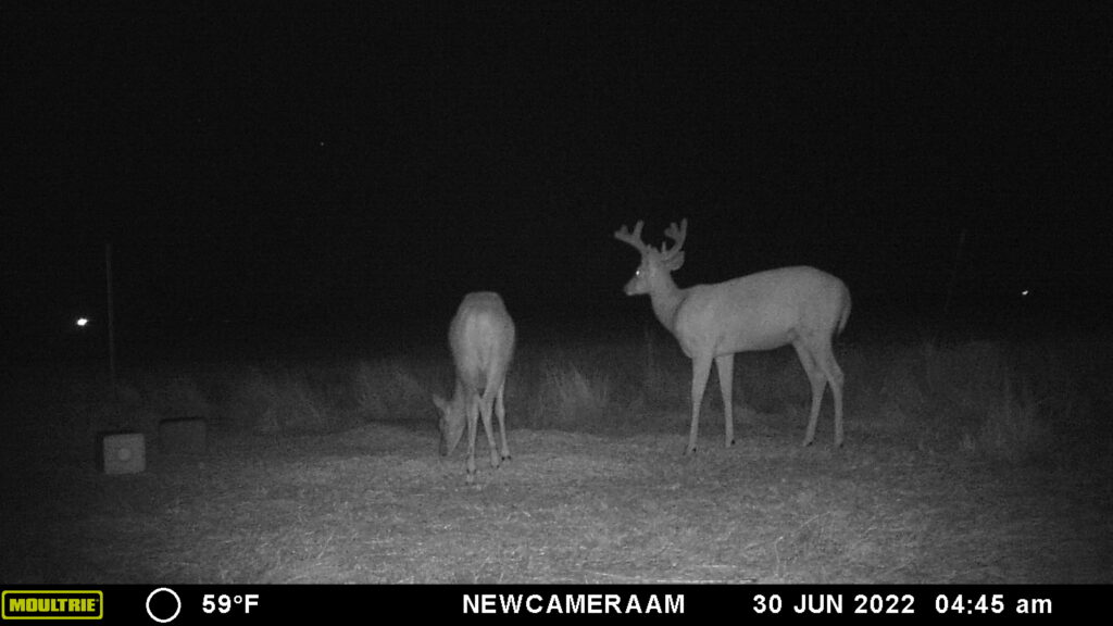 Whitetail Trail Cam Pics