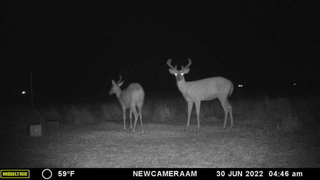 Whitetail Trail Cam Pics