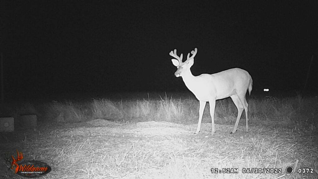 Whitetail Trail Cam Pics