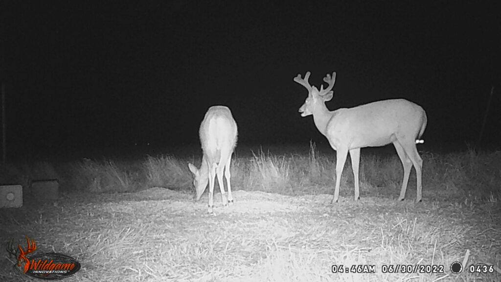 Whitetail Trail Cam Pics