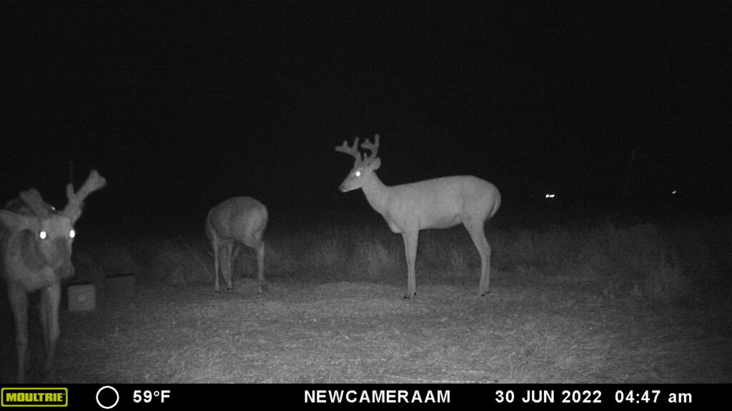 Whitetail Trail Cam Pics