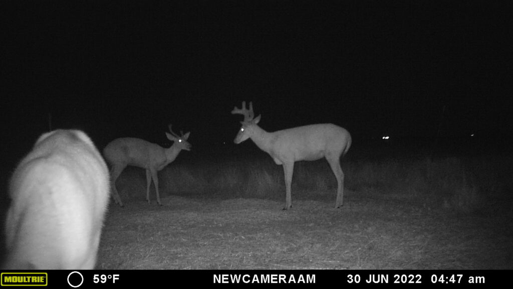 Whitetail Trail Cam Pics