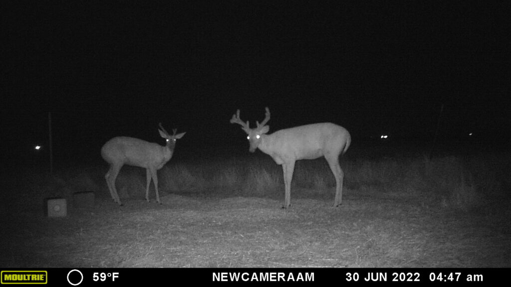 Whitetail Trail Cam Pics