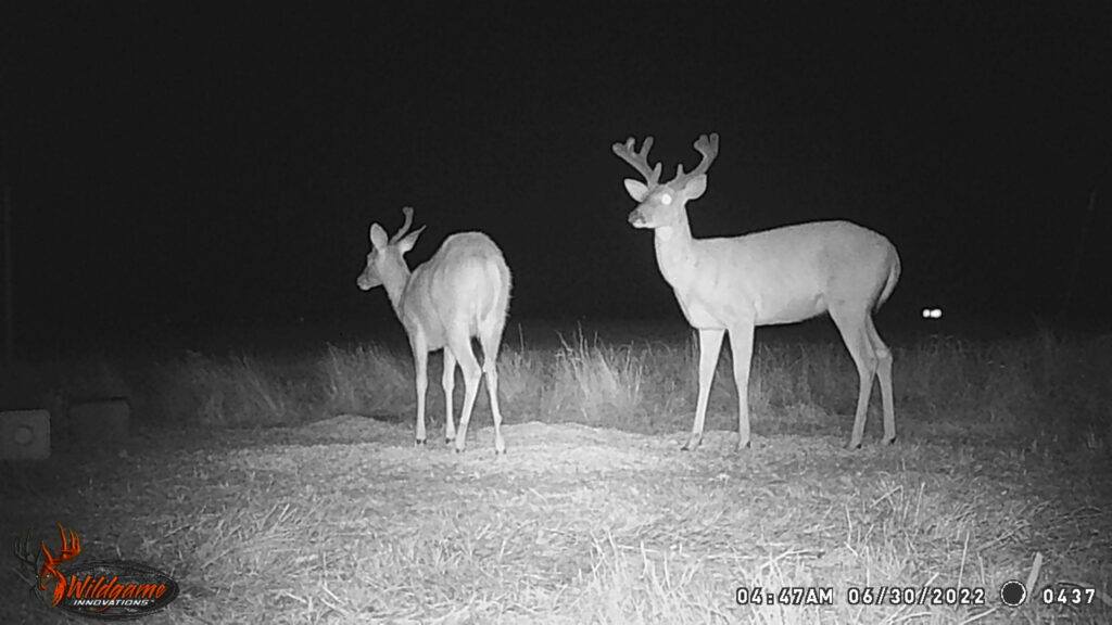 Whitetail Trail Cam Pics