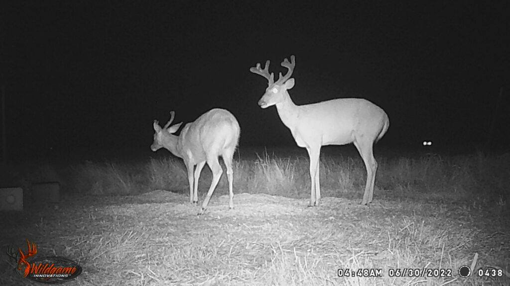 Whitetail Trail Cam Pics