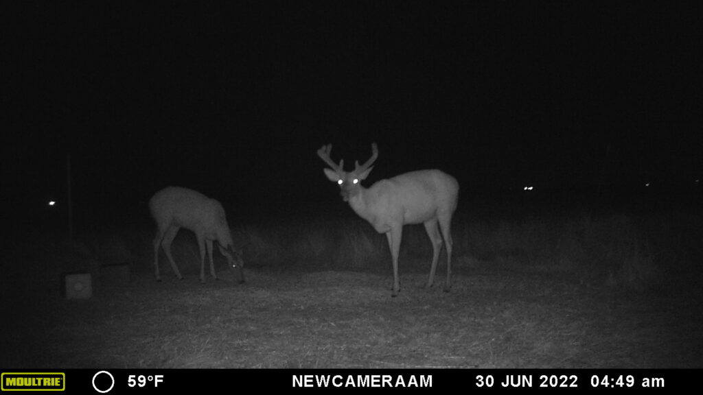 Whitetail Trail Cam Pics