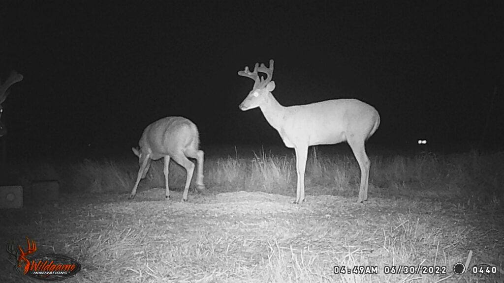 Whitetail Trail Cam Pics