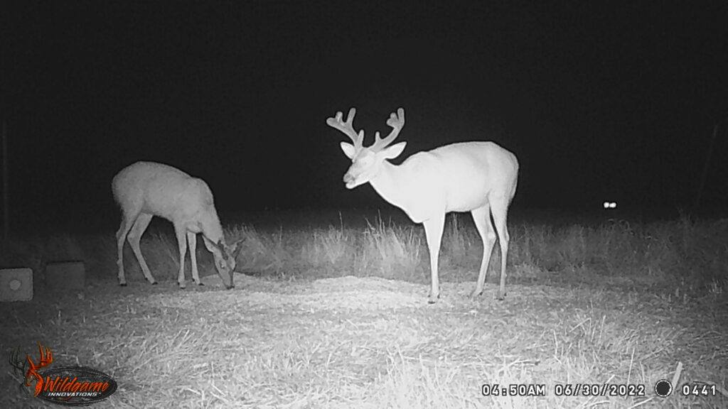 Whitetail Trail Cam Pics