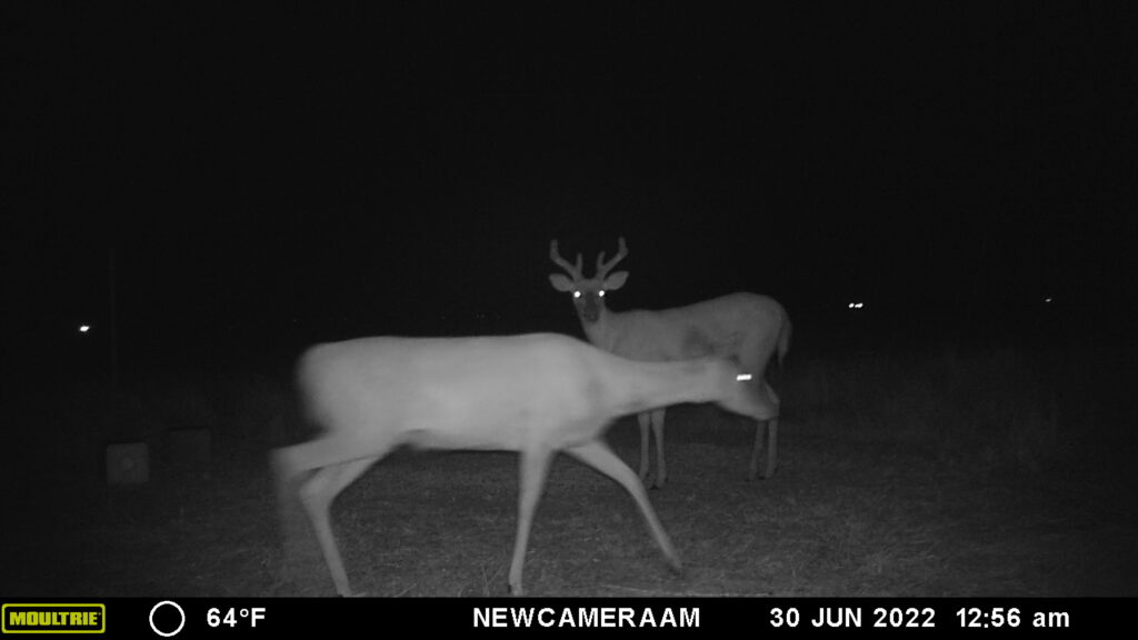 Whitetail Trail Cam Pics