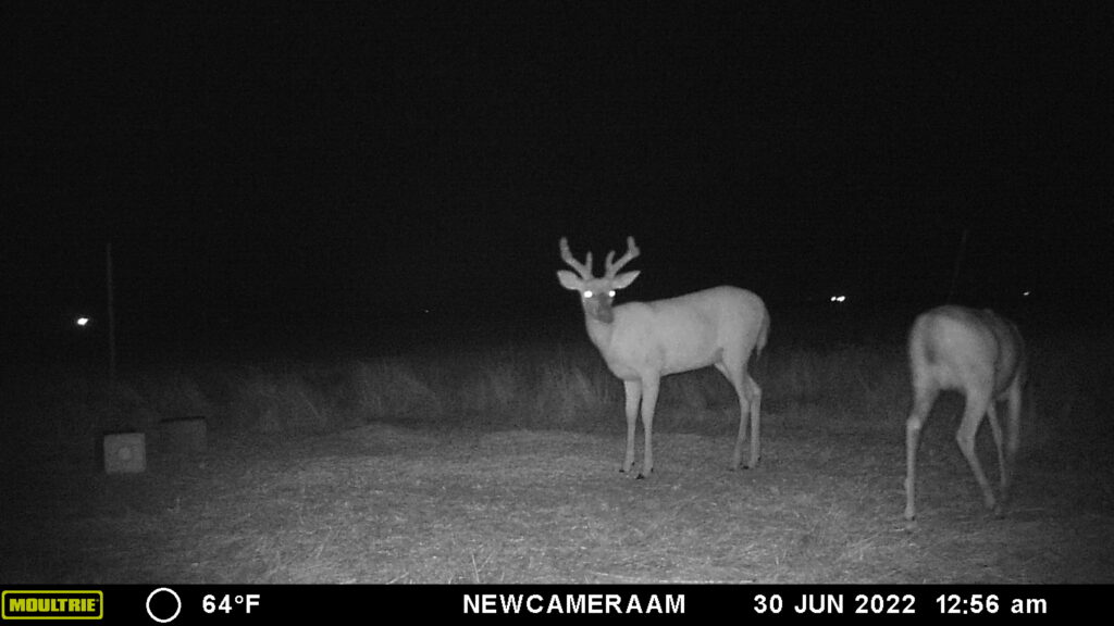 Whitetail Trail Cam Pics