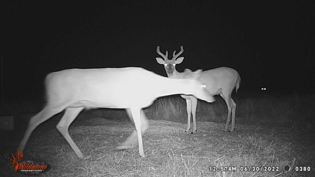 Whitetail Trail Cam Pics