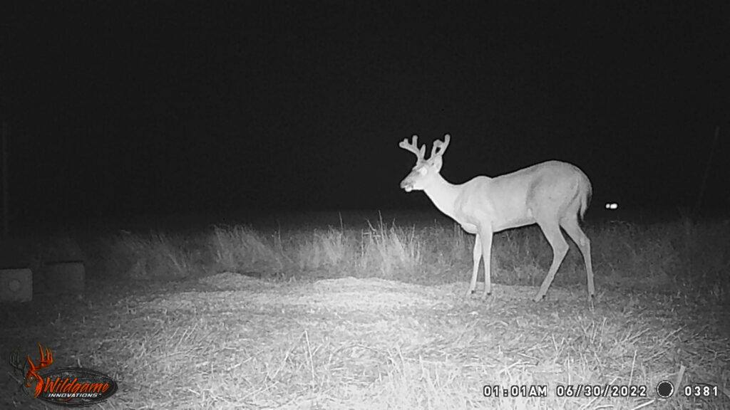 Whitetail Trail Cam Pics