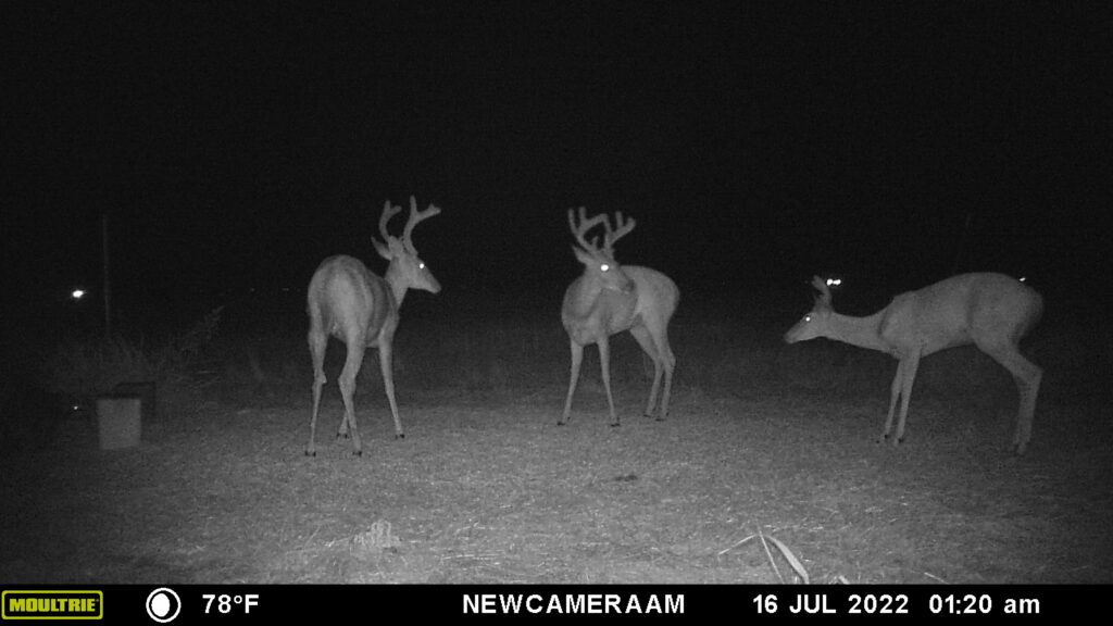 Whitetail Trail Cam Pics