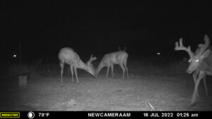 Whitetail Trail Cam Pics