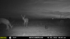 Whitetail Trail Cam Pics