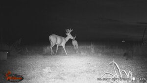 Whitetail Trail Cam Pics