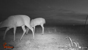 Whitetail Trail Cam Pics
