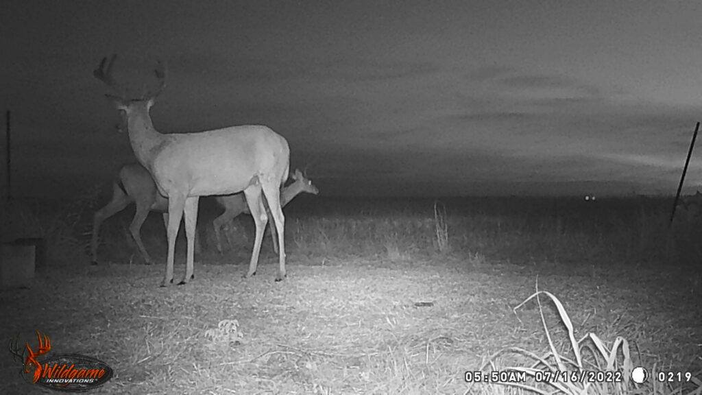 Whitetail Trail Cam Pics