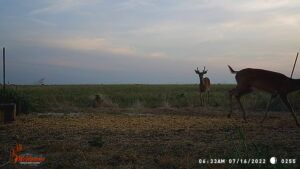 Whitetail Trail Cam Pics