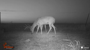 Whitetail Trail Cam Pics