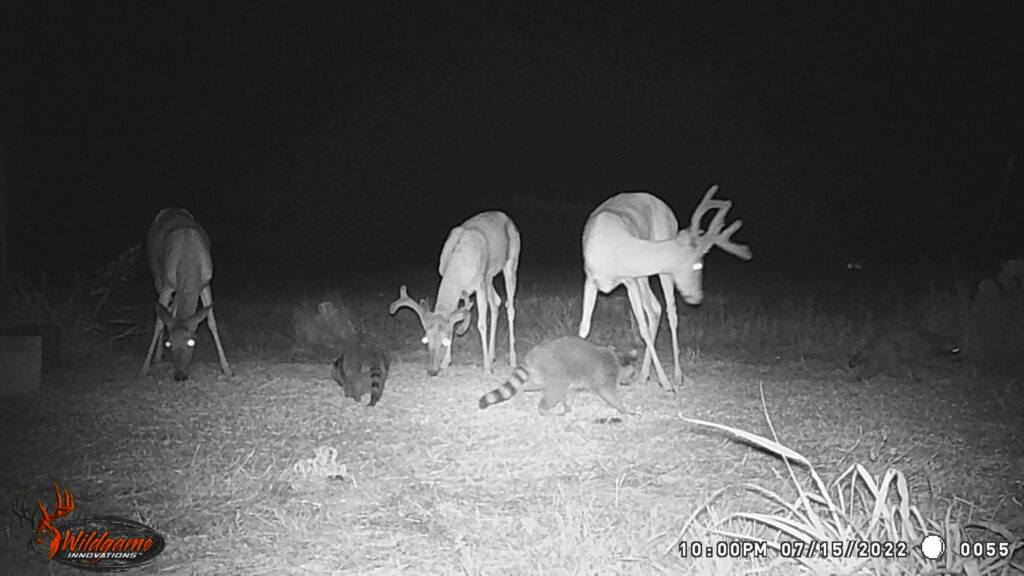 Whitetail Trail Cam Pics