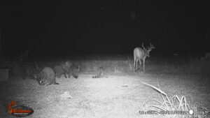 Whitetail Trail Cam Pics
