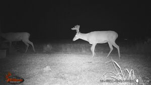 Whitetail Trail Cam Pics