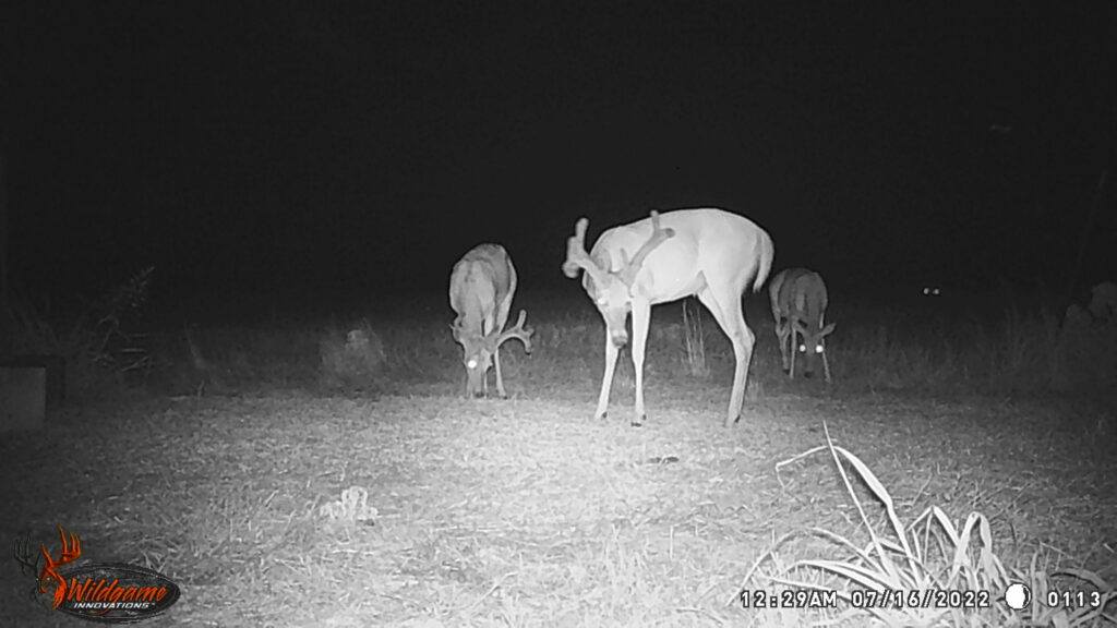 Whitetail Trail Cam Pics