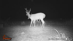 Whitetail Trail Cam Pics