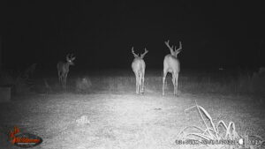 Whitetail Trail Cam Pics