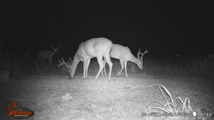 Whitetail Trail Cam Pics
