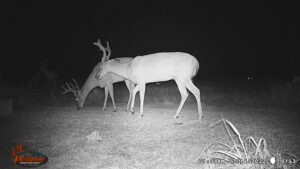 Whitetail Trail Cam Pics