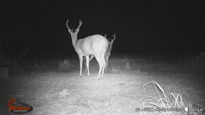 Whitetail Trail Cam Pics
