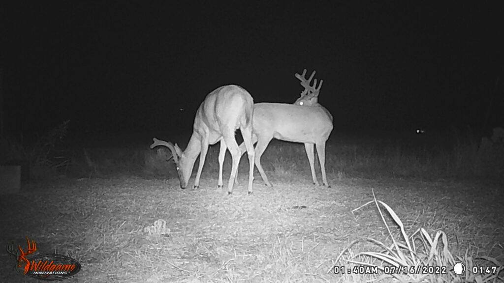 Whitetail Trail Cam Pics